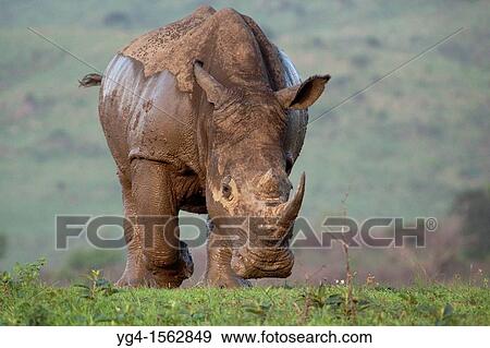 Stock Photo - White Rhinoceros Charge Ceratotherium simum Hluhluwe-Imfolozi Game Reserve, Kwazulu-Natal, South Africa.. Fotosearch