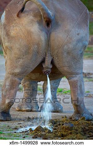 Stock Photo - White Rhinoceros or Square-lipped rhinoceros Ceratotherium simum. Fotosearch