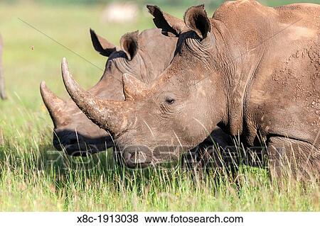 Stock Photo - White rhinoceros or square-lipped rhinoceros Ceratotherium simum Africa, East Africa, Kenya, November. Fotosearch