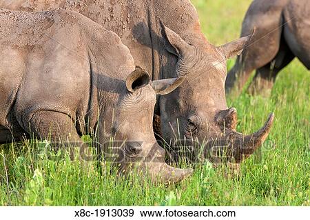 Stock Photo - White rhinoceros or square-lipped rhinoceros Ceratotherium simum Africa, East Africa, Kenya, November. Fotosearch