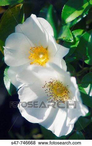 White Rose Flower Duo. Rosa alba semi-plena. March 2008, South Carolina, USA View Large Photo Image Stock Photo - White Rose Flower Duo. Rosa alba semi-plena. March 2008, South Carolina, USA. Fotosearch