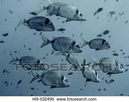 White Sea Bream (Diplodus sargus). Alicante province, Comunidad Valenciana, Spain View Large Photo Image Stock Photography - White Sea Bream (Diplodus sargus). Alicante province, Comunidad Valenciana, Spain. Fotosearch