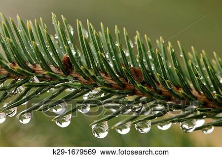 White spruce needles Picea glauca with rain drops, Greater Sudbury Lively, Ontario, Canada View Large Photo Image Stock Photo - White spruce needles Picea glauca with rain drops, Greater Sudbury Lively, Ontario, Canada. Fotosearch