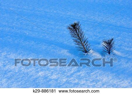 Stock Image - White spruce Picea glauca sapling protruding from fresh snow. Fotosearch
