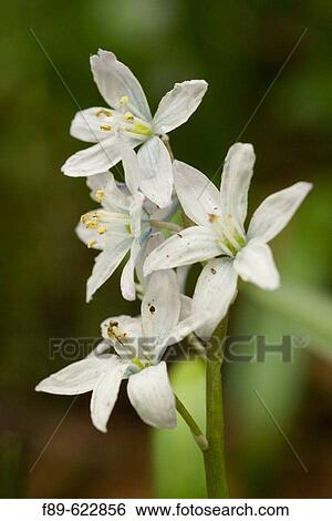 White Squill blossoms (Scilla mischtschenkoana). VanDusen, Vancouver, BC. View Large Photo Image Stock Photograph - White Squill blossoms (Scilla mischtschenkoana). VanDusen, Vancouver, BC.. Fotosearch