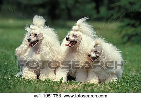 White Standard Poodle dog Sitting on Grass. View Large Photo Image Stock Photo - White Standard Poodle dog Sitting on Grass.. Fotosearch
