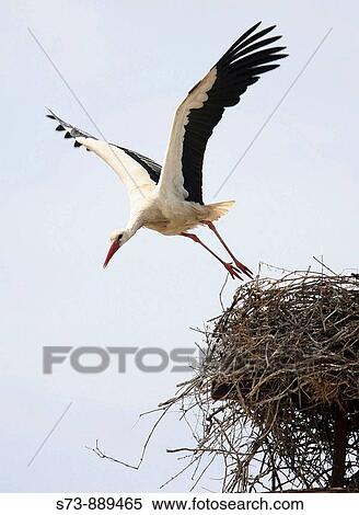 White Storck in CBdiz (Andalusia), Cig? ea Blanca, Ciconia ciconia View Large Photo Image Stock Photography - White Storck in CBdiz (Andalusia), Cig? ea Blanca, Ciconia ciconia. Fotosearch