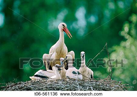White stork chick and adult at nest (Ciconia ciconia). Alsace. France View Large Photo Image Stock Photograph - White stork chick and adult at nest (Ciconia ciconia). Alsace. France. Fotosearch