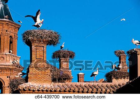 White stork (Ciconia ciconia) in nest. Alfaro cathedral. La Rioja. Spain View Large Photo Image Stock Image - White stork (Ciconia ciconia) in nest. Alfaro cathedral. La Rioja. Spain. Fotosearch
