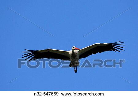 White Stork (Ciconia ciconia) in flight. Spain View Large Photo Image Stock Photo - White Stork (Ciconia ciconia) in flight. Spain. Fotosearch