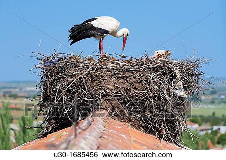 White stork Ciconia ciconia in their nest in Quintana de la Serena, Badajoz province Extremadura Spain View Large Photo Image Stock Photograph - White stork Ciconia ciconia in their nest in Quintana de la Serena, Badajoz province Extremadura Spain. Fotosearch