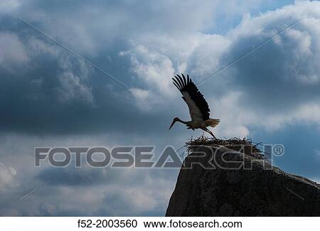 White stork (Ciconia ciconia), Los Barruecos, Caceres, Extremadura, Spain, Europe. View Large Photo Image Stock Image - White stork (Ciconia ciconia), Los Barruecos, Caceres, Extremadura, Spain, Europe.. Fotosearch