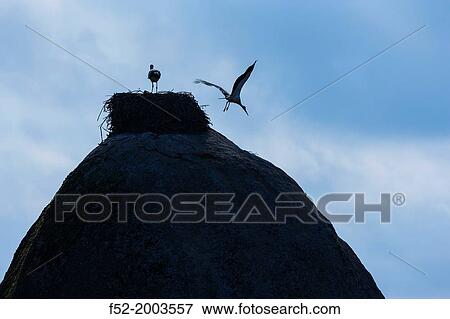 White stork (Ciconia ciconia), Los Barruecos, Caceres, Extremadura, Spain, Europe. View Large Photo Image Stock Photo - White stork (Ciconia ciconia), Los Barruecos, Caceres, Extremadura, Spain, Europe.. Fotosearch