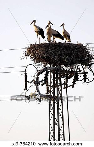 White Stork (Ciconia ciconia) nest with two adults and two youngs on electrical pole, Isla Mayor. Doana National Park, Sevilla province, Andalucia, Spain View Large Photo Image Stock Image - White Stork (Ciconia ciconia) nest with two adults and two youngs on electrical pole, Isla Mayor. Doana National Park, Sevilla province, Andalucia, Spain. Fotosearch