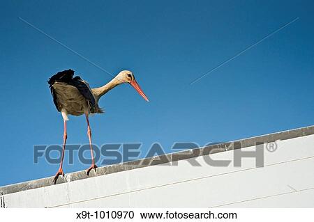 Stock Image - White stork (Ciconia ciconia), Portugal. Fotosearch