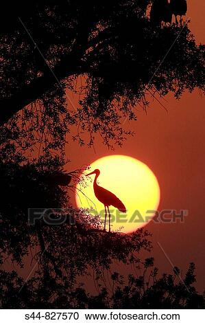 Stock Image - White Stork (Ciconia ciconia). Sevilla province, Andalucia, Spain. Fotosearch