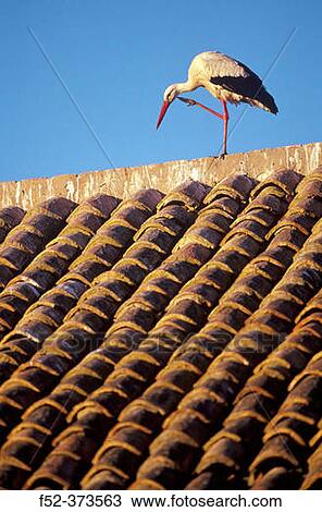 Stock Image - White Stork (Ciconia ciconia). Fotosearch