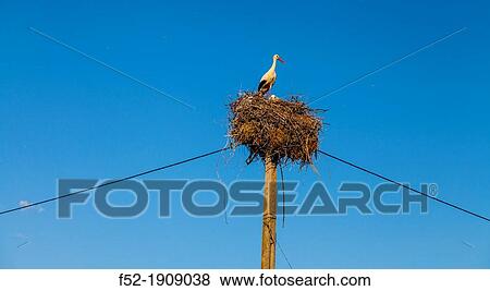 WHITE STORK Ciconia ciconia, Valley of the Ambroz river, CBceres, Extremadura, Spain, Europe View Large Photo Image Stock Photo - WHITE STORK Ciconia ciconia, Valley of the Ambroz river, CBceres, Extremadura, Spain, Europe. Fotosearch