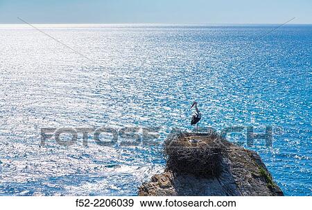 White Stork, Zambujeira do Mar, Natural Park of Southwest Alentejo and Costa Vicentina, Alentejo, Portugal, Europe. View Large Photo Image Stock Photo - White Stork, Zambujeira do Mar, Natural Park of Southwest Alentejo and Costa Vicentina, Alentejo, Portugal, Europe.. Fotosearch