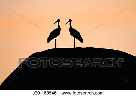 White storks Ciconia ciconia at dusk in Los Barruecos Monument Park, CBceres province Extremadura Spain View Large Photo Image Stock Image - White storks Ciconia ciconia at dusk in Los Barruecos Monument Park, CBceres province Extremadura Spain. Fotosearch