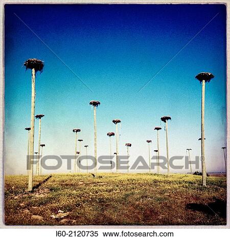 White Storks colony (Ciconia ciconia). Malpartida. Caceres province. Extremadura. Spain. View Large Photo Image Stock Photography - White Storks colony (Ciconia ciconia). Malpartida. Caceres province. Extremadura. Spain.. Fotosearch