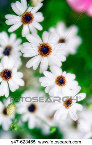 White Swan River Daisies. Brachycome iberidifolia. July 2006, Maryland, USA View Large Photo Image Stock Photography - White Swan River Daisies. Brachycome iberidifolia. July 2006, Maryland, USA. Fotosearch