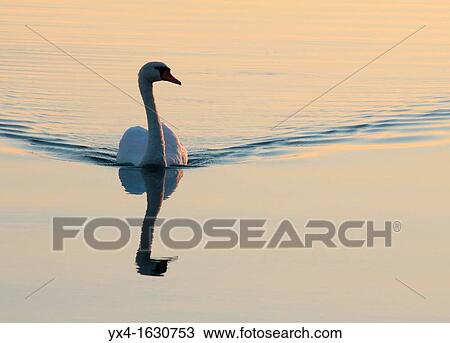 Stock Image - White swan swimming in the lake, the evening sun.. Fotosearch