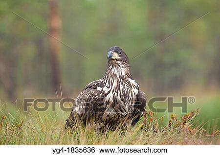 White-tail Eagle Haliaeetus albicilla Estonia View Large Photo Image Stock Photograph - White-tail Eagle Haliaeetus albicilla Estonia. Fotosearch