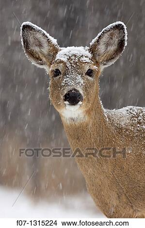 White-tailed deer (Odocoileus virginianus), doe, New York, USA. View Large Photo Image Picture - White-tailed deer (Odocoileus virginianus), doe, New York, USA.. Fotosearch