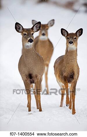 White-tailed deer - Odocoileus virginianus - doe - New York - USA. View Large Photo Image Picture - White-tailed deer - Odocoileus virginianus - doe - New York - USA.. Fotosearch