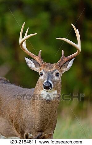 White-tailed deer (Odocoileus virginianus) Male/buck/stag in Cades Cove with autumn antlers, Great Smoky Mountains NP, Tennessee, USA. View Large Photo Image Stock Image - White-tailed deer (Odocoileus virginianus) Male/buck/stag in Cades Cove with autumn antlers, Great Smoky Mountains NP, Tennessee, USA.. Fotosearch