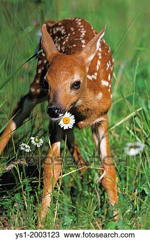 White-Tailed Deer, odocoileus virginianus, Fawn standing with Flowers View Large Photo Image Stock Image - White-Tailed Deer, odocoileus virginianus, Fawn standing with Flowers. Fotosearch