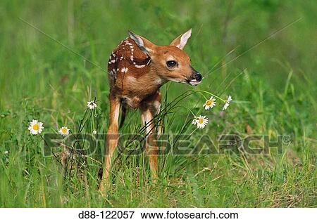 White-tailed Deer (Odocoileus virginianus), fawn View Large Photo Image Stock Photo - White-tailed Deer (Odocoileus virginianus), fawn. Fotosearch
