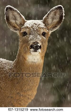 White-tailed deer (Odocoileus virginianus), doe, New York, USA. View Large Photo Image Stock Photo - White-tailed deer (Odocoileus virginianus), doe, New York, USA.. Fotosearch