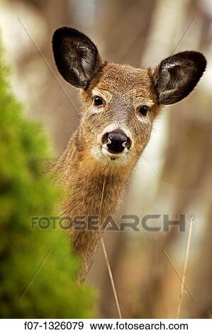 White-tailed deer - Odocoileus virginianus - doe - New York - USA. View Large Photo Image Stock Photo - White-tailed deer - Odocoileus virginianus - doe - New York - USA.. Fotosearch