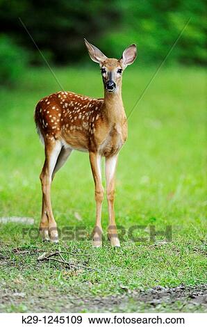 White-tailed deer Odocoileus virginianus Late summer fawn View Large Photo Image Stock Photo - White-tailed deer Odocoileus virginianus Late summer fawn. Fotosearch