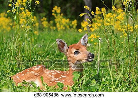 White-tailed Deer (Odocoileus virginianus). Minnesota, USA View Large Photo Image Stock Photograph - White-tailed Deer (Odocoileus virginianus). Minnesota, USA. Fotosearch