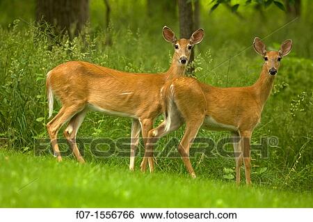 Stock Photograph - White-tailed deer (Odocoileus virginianus) - does - New York - USA. Fotosearch