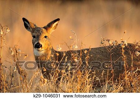 White-tailed deer Odocoileus virginianus View Large Photo Image Stock Image - White-tailed deer Odocoileus virginianus. Fotosearch