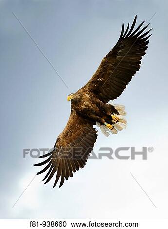 Stock Image - White-tailed eagle Haliaeetus albicilla adult in flight Norway August 2009. Fotosearch