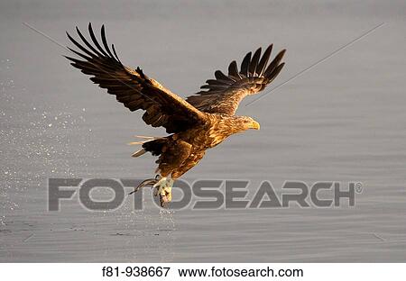White-tailed eagle Haliaeetus albicilla adult in flight carrying fish Norway August 2009 View Large Photo Image Stock Photo - White-tailed eagle Haliaeetus albicilla adult in flight carrying fish Norway August 2009. Fotosearch