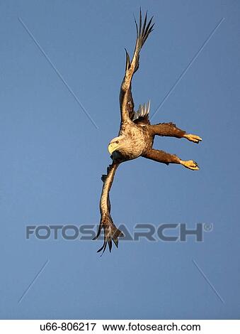 Stock Photo - White-tailed Eagle (Haliaeetus albicilla), Norway. Fotosearch