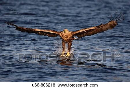 White-tailed Eagle (Haliaeetus albicilla), Norway View Large Photo Image Stock Photo - White-tailed Eagle (Haliaeetus albicilla), Norway. Fotosearch