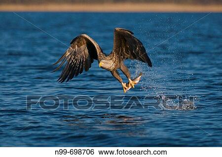 White-tailed Eagle (Haliaeetus albicilla), in flight, capture of prey, fishing, lake of Feldberg. Mecklenburg-Western Pomerania View Large Photo Image Stock Photograph - White-tailed Eagle (Haliaeetus albicilla), in flight, capture of prey, fishing, lake of Feldberg. Mecklenburg-Western Pomerania. Fotosearch