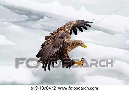 White-tailed Eagle, Nemuro Channel, Hokkaido, Japan View Large Photo Image Stock Image - White-tailed Eagle, Nemuro Channel, Hokkaido, Japan. Fotosearch