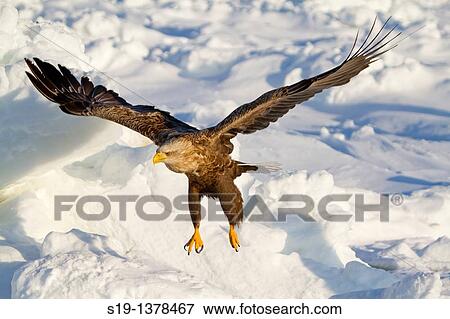 Stock Photo - White-tailed Eagle, Nemuro Channel, Hokkaido, Japan. Fotosearch