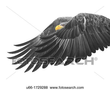 White tailed eagle Stockholm Sweden. View Large Photo Image Stock Photo - White tailed eagle Stockholm Sweden.. Fotosearch