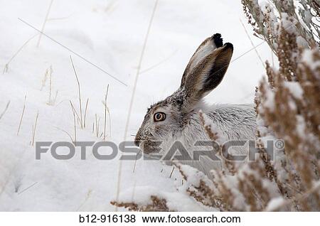 Stock Photo - White-tailed Jackrabbit (Lepus townsendii). Fotosearch