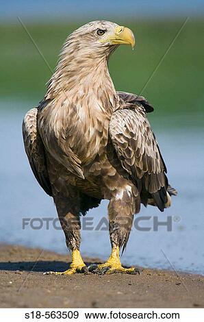 White tailed Sea-Eagle at the shore of the Elbe river. Germany View Large Photo Image Stock Photo - White tailed Sea-Eagle at the shore of the Elbe river. Germany. Fotosearch