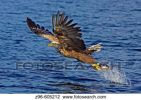 White-tailed Sea Eagle (Haliaeetus albicilla) catching fish. Norway View Large Photo Image Stock Image - White-tailed Sea Eagle (Haliaeetus albicilla) catching fish. Norway. Fotosearch